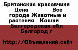 Британские красавчики › Цена ­ 35 000 - Все города Животные и растения » Кошки   . Белгородская обл.,Белгород г.